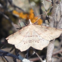 Rhinodia rostraria at Stromlo, ACT - 28 Sep 2019 11:17 AM