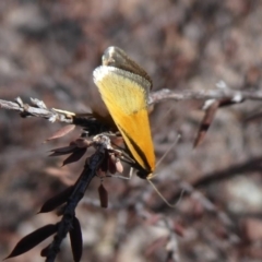 Philobota undescribed species near arabella (A concealer moth) at Stromlo, ACT - 28 Sep 2019 by Christine