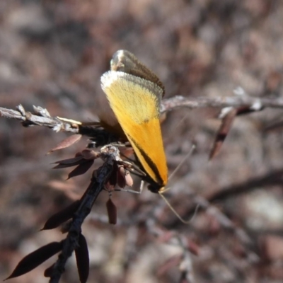 Philobota undescribed species near arabella (A concealer moth) at Stromlo, ACT - 28 Sep 2019 by Christine