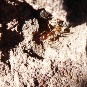 Aphaenogaster longiceps at Denman Prospect, ACT - 28 Sep 2019 10:23 AM