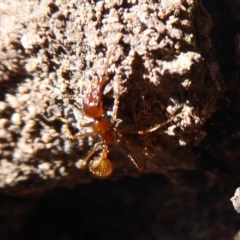 Aphaenogaster longiceps at Denman Prospect, ACT - 28 Sep 2019