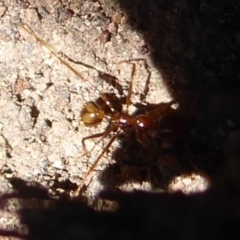 Aphaenogaster longiceps at Denman Prospect, ACT - 28 Sep 2019 10:23 AM