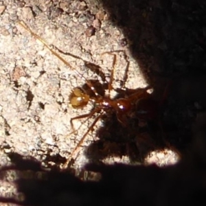 Aphaenogaster longiceps at Denman Prospect, ACT - 28 Sep 2019 10:23 AM