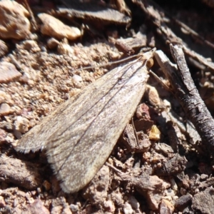 Achyra affinitalis at Stromlo, ACT - 28 Sep 2019