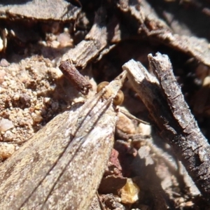 Achyra affinitalis at Stromlo, ACT - 28 Sep 2019 11:03 AM