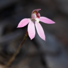 Caladenia carnea (Pink Fingers) at Bundanoon - 29 Sep 2019 by Boobook38