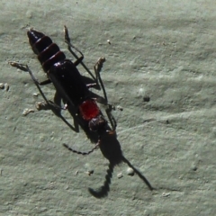 Carphurus sp. (genus) (Soft-winged flower beetle) at Jerrabomberra Wetlands - 29 Sep 2019 by Christine