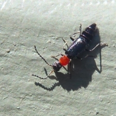 Carphurus sp. (genus) at Fyshwick, ACT - 29 Sep 2019 12:18 PM