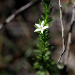 Rhytidosporum procumbens (White Marianth) at Bundanoon, NSW - 29 Sep 2019 by Boobook38