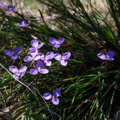 Patersonia (genus) at Bundanoon - 29 Sep 2019 by Boobook38