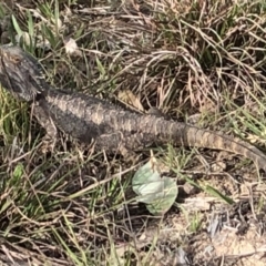 Pogona barbata (Eastern Bearded Dragon) at Mount Painter - 27 Sep 2019 by JohnB