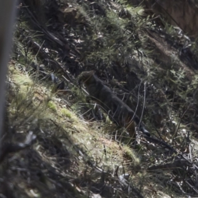 Felis catus (Feral Cat) at Rendezvous Creek, ACT - 29 Sep 2019 by dannymccreadie