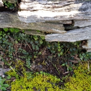 Asplenium flabellifolium at Jacka, ACT - 18 Sep 2019