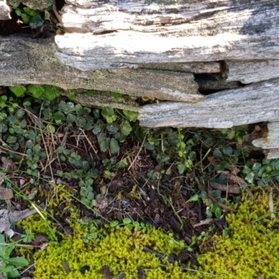 Asplenium flabellifolium (Necklace Fern) at Jacka, ACT - 17 Sep 2019 by Jiggy