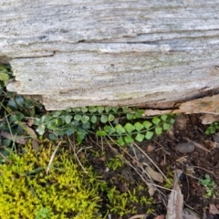 Asplenium flabellifolium at Jacka, ACT - 18 Sep 2019 08:34 AM