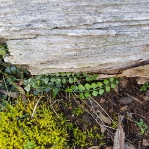 Asplenium flabellifolium at Jacka, ACT - 18 Sep 2019