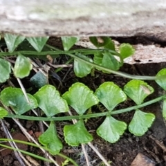 Asplenium flabellifolium at Jacka, ACT - 18 Sep 2019