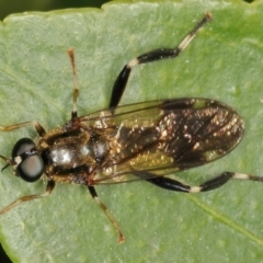 Exaireta spinigera (Garden Soldier Fly) at Kambah, ACT - 29 Sep 2019 by Marthijn