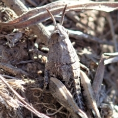 Perunga ochracea (Perunga grasshopper, Cross-dressing Grasshopper) at Cook, ACT - 29 Sep 2019 by CathB