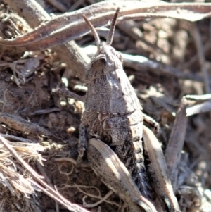 Perunga ochracea at Cook, ACT - 29 Sep 2019 03:02 PM