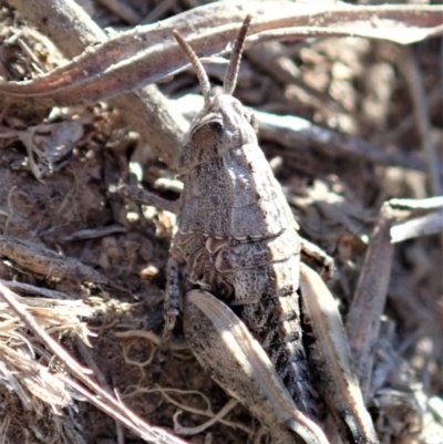 Perunga ochracea (Perunga grasshopper, Cross-dressing Grasshopper) at Mount Painter - 29 Sep 2019 by CathB