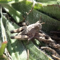 Perunga ochracea at Cook, ACT - 29 Sep 2019 03:02 PM