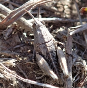 Perunga ochracea at Cook, ACT - 29 Sep 2019 03:02 PM