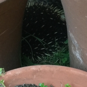 Tachyglossus aculeatus at Holt, ACT - 29 Sep 2019