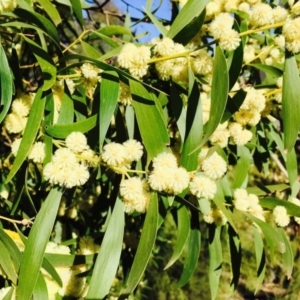 Acacia melanoxylon at Gibraltar Pines - 29 Sep 2019