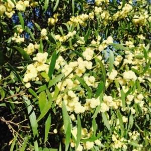 Acacia melanoxylon at Gibraltar Pines - 29 Sep 2019