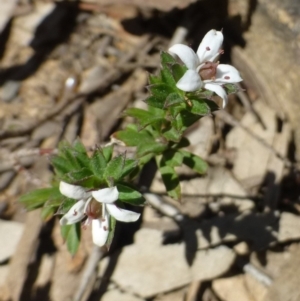 Rhytidosporum procumbens at Hackett, ACT - 29 Sep 2019 12:00 AM