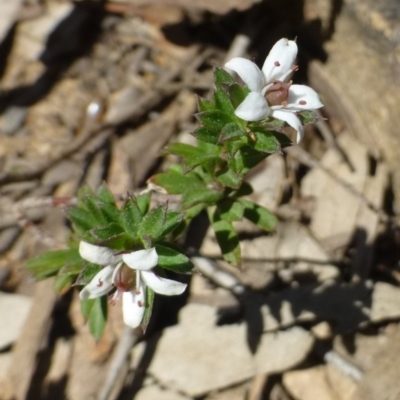 Rhytidosporum procumbens (White Marianth) at Hackett, ACT - 29 Sep 2019 by RWPurdie