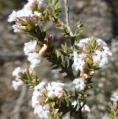 Styphelia attenuata (Small-leaved Beard Heath) at Hackett, ACT - 29 Sep 2019 by RWPurdie