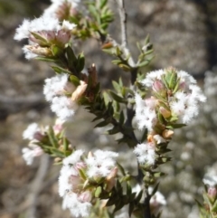 Leucopogon attenuatus (Small-leaved Beard Heath) at Hackett, ACT - 28 Sep 2019 by RWPurdie