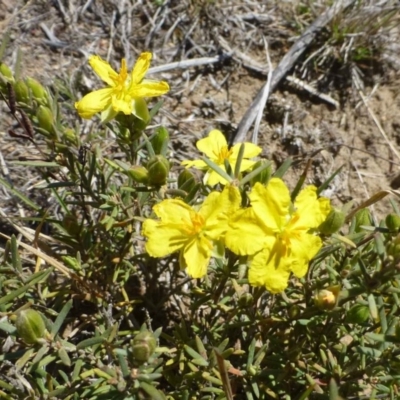 Hibbertia calycina (Lesser Guinea-flower) at Hackett, ACT - 28 Sep 2019 by RWPurdie