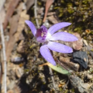 Cyanicula caerulea at Hackett, ACT - 29 Sep 2019