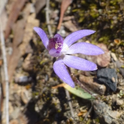 Cyanicula caerulea (Blue Fingers, Blue Fairies) at Hackett, ACT - 29 Sep 2019 by RWPurdie