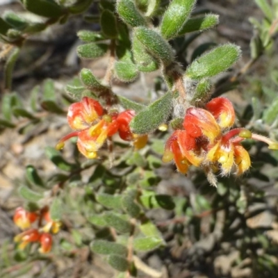 Grevillea alpina (Mountain Grevillea / Cat's Claws Grevillea) at Hackett, ACT - 28 Sep 2019 by RWPurdie