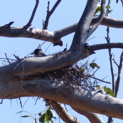 Gymnorhina tibicen (Australian Magpie) at Black Range, NSW - 29 Sep 2019 by MatthewHiggins