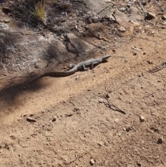 Varanus rosenbergi (Heath or Rosenberg's Monitor) at Bredbo, ACT - 28 Sep 2019 by Canberragal