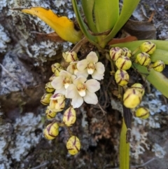 Sarcochilus falcatus (Orange Blossum Orchid) by MattM