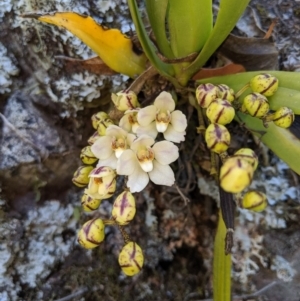 Sarcochilus falcatus at suppressed - 29 Sep 2019