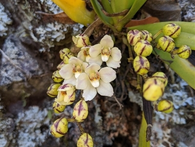 Sarcochilus falcatus (Orange Blossum Orchid) by MattM