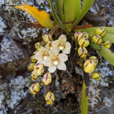 Sarcochilus falcatus (Orange Blossum Orchid) at Wyanbene, NSW - 29 Sep 2019 by MattM