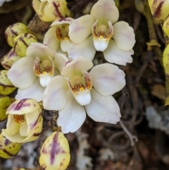 Sarcochilus falcatus at suppressed - 29 Sep 2019