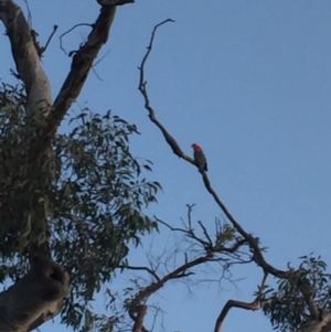 Callocephalon fimbriatum at Garran, ACT - suppressed