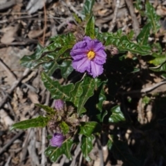 Solanum cinereum (Narrawa Burr) at Deakin, ACT - 29 Sep 2019 by JackyF