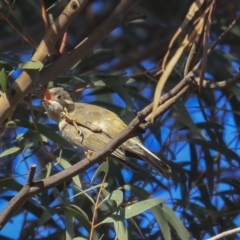 Melithreptus brevirostris (Brown-headed Honeyeater) at Higgins, ACT - 27 Sep 2019 by Alison Milton