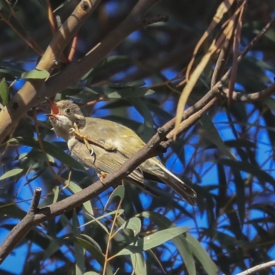 Melithreptus brevirostris (Brown-headed Honeyeater) at Higgins, ACT - 27 Sep 2019 by Alison Milton