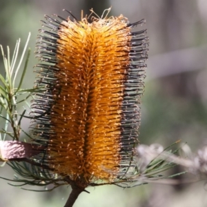 Banksia spinulosa at Budawang, NSW - 29 Sep 2019 02:19 PM